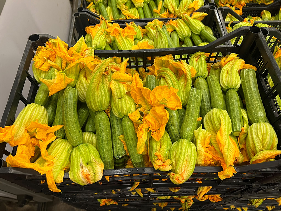 Zucchine chiare con fiore, Liguira - 1,70/1,90 euro al chilo